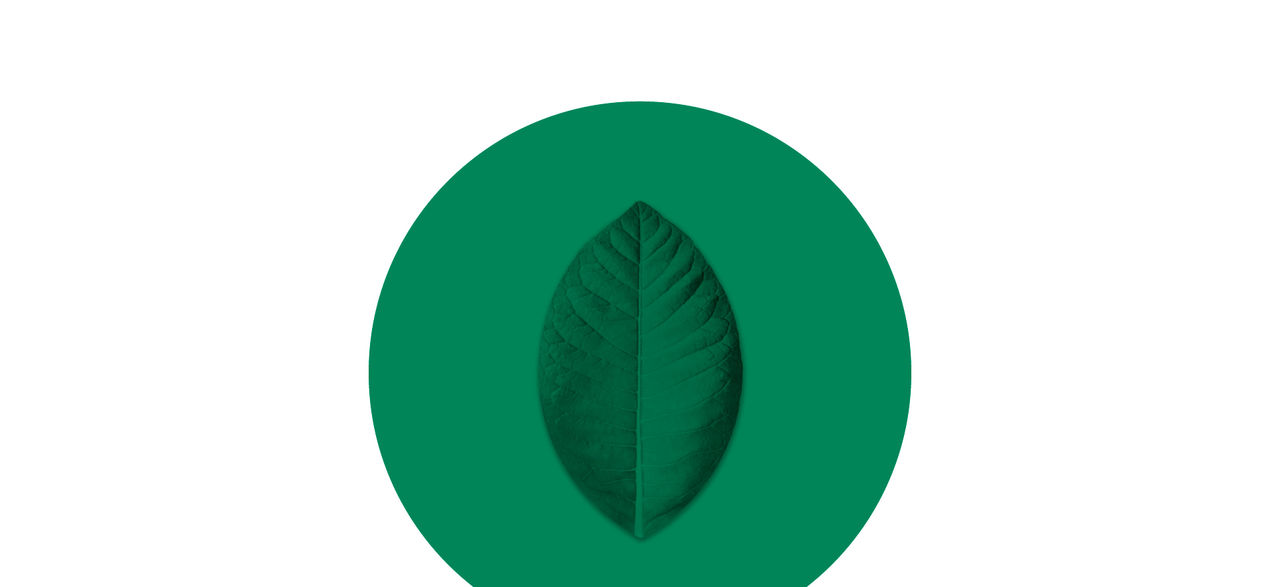 nicotine leaf